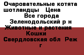 Очаровательные котята шотландцы › Цена ­ 2 000 - Все города, Зеленодольский р-н Животные и растения » Кошки   . Свердловская обл.,Реж г.